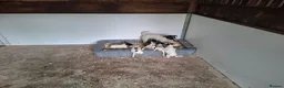 Jack Russell dogs for sale: Outstanding Jack Russel male puppies - Advert 11