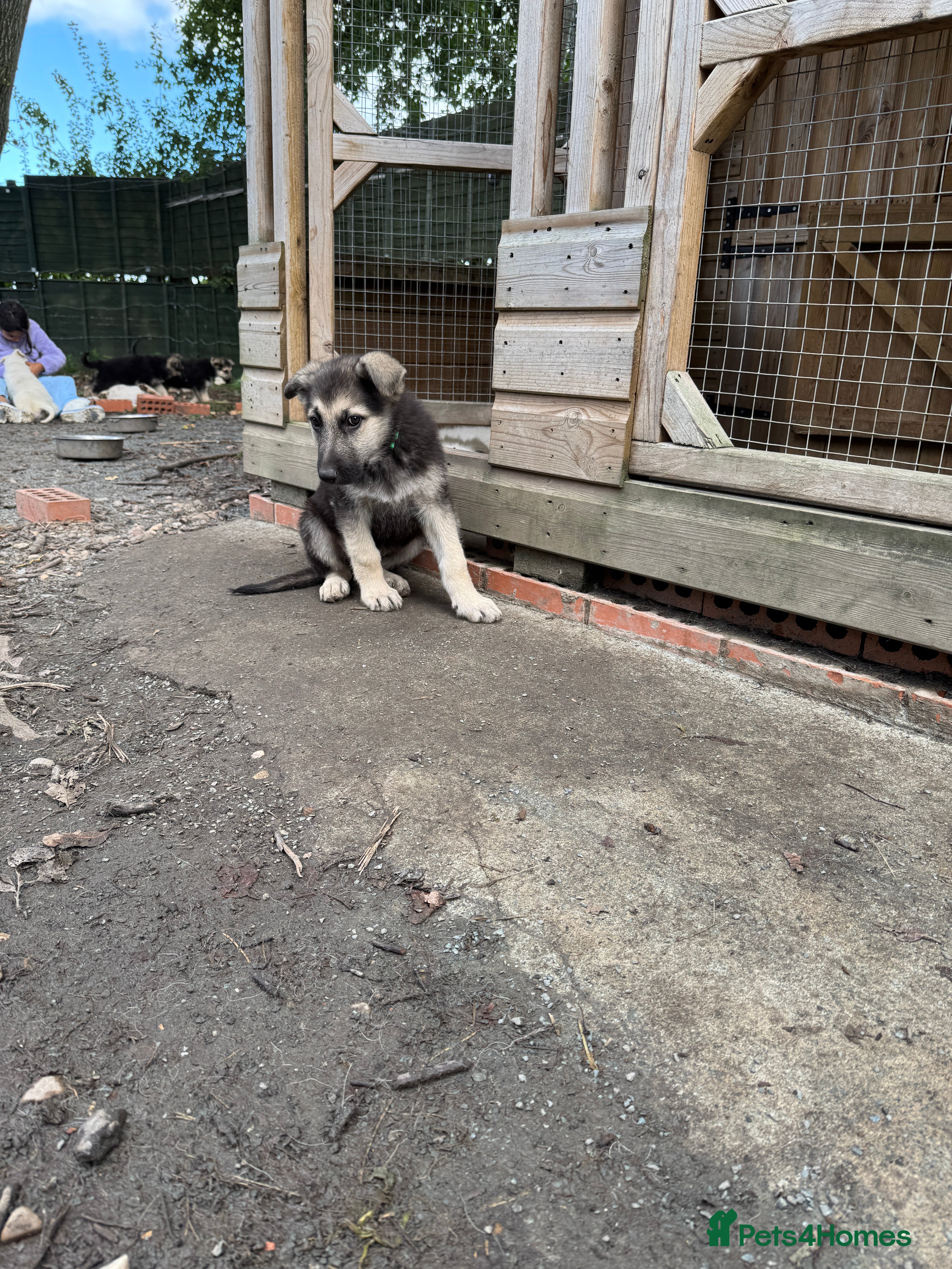 German Shepherd dogs Top blood line German Shpherd Puppies GSD KC REG - Advert 2