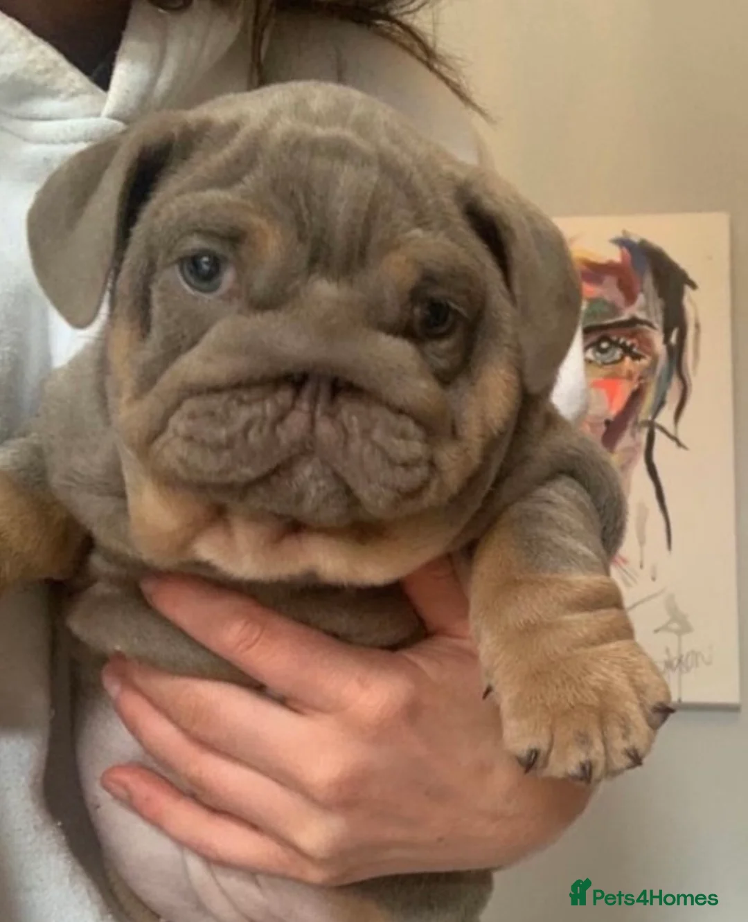 English Bulldog dogs for stud: SMOKEY 💨 for stud 💨 in Wigan - Advert 15