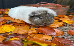Guinea Pig rodents for sale: Lovely female guinea pig “Clover” - Image 3