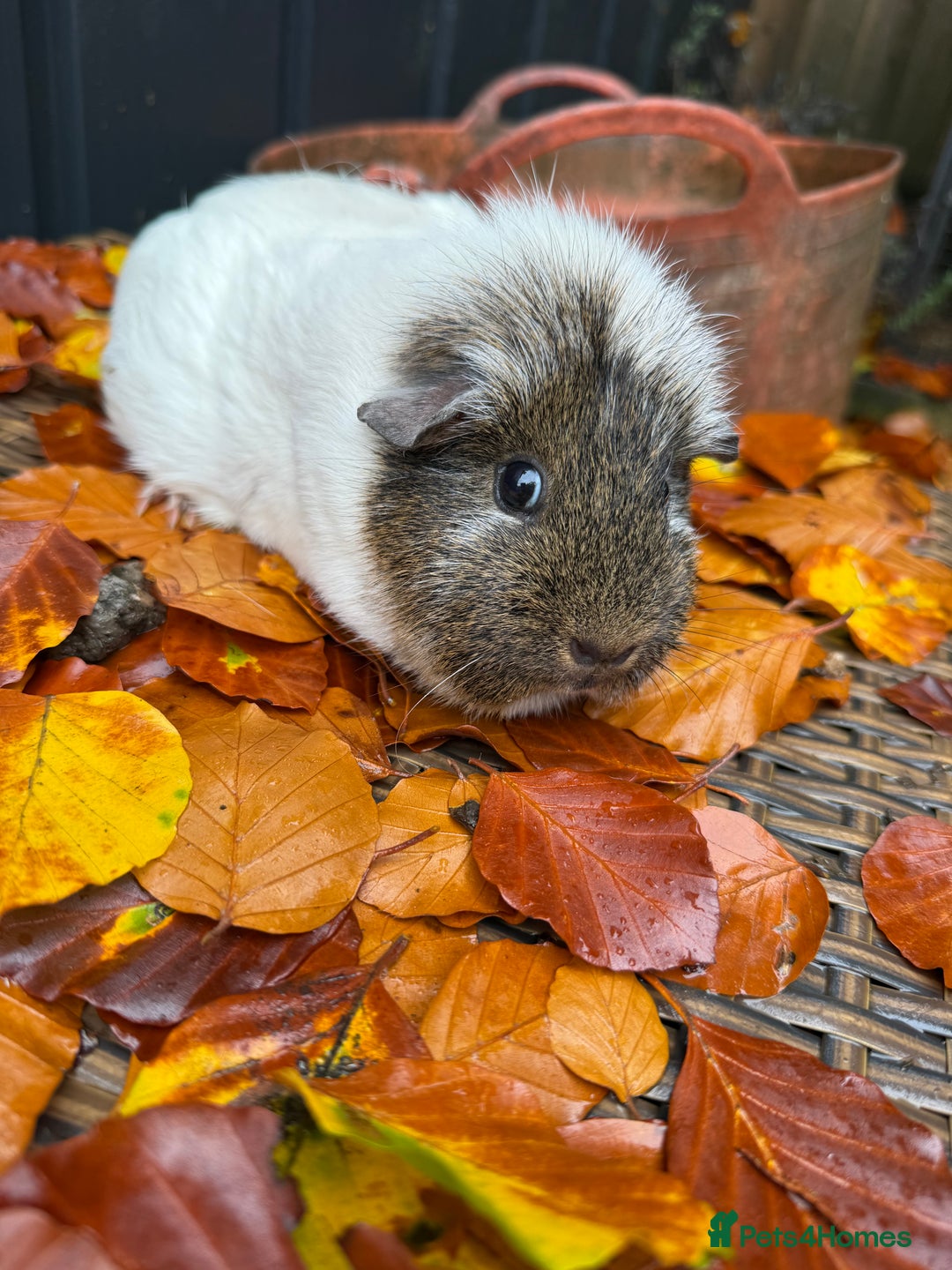 Guinea Pig rodents for sale: Lovely female guinea pig “Clover” - Image 3