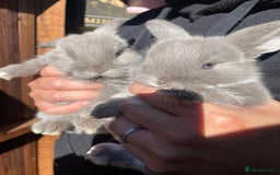 Mini Lop rabbits for sale: Healthy lovely bunny  - Image 4
