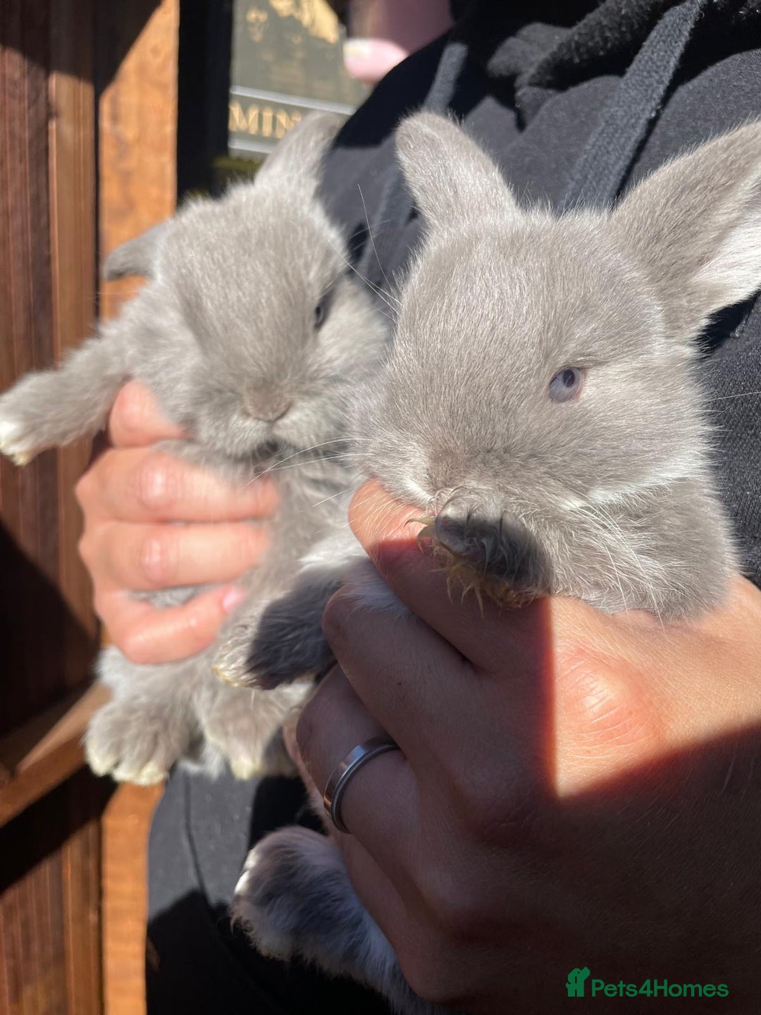 Mini Lop rabbits for sale: Healthy lovely bunny  - Image 4