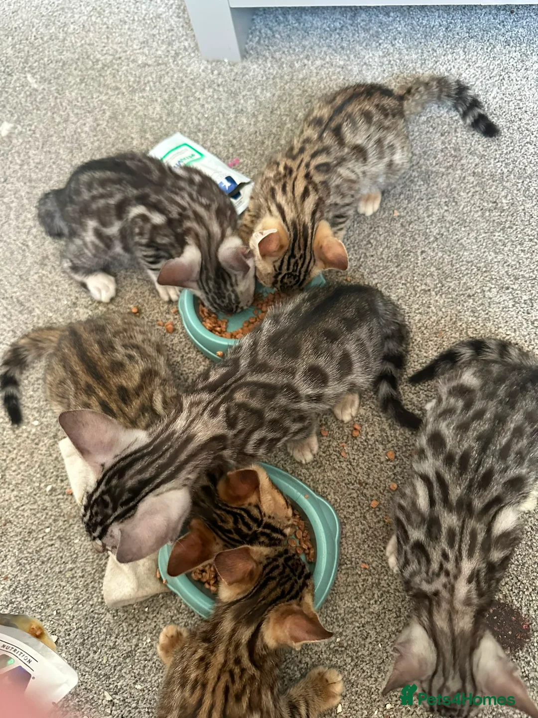 Bengal cats for sale: Silver bengal kittens - Advert 18
