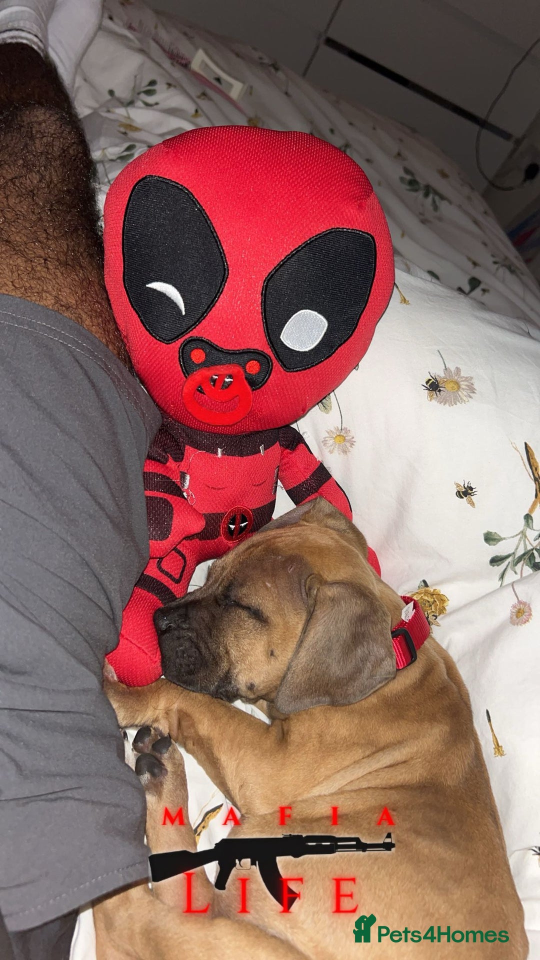 Staffordshire Bull Terrier dogs for sale: Staffordshire bull terrier female   - Image 3