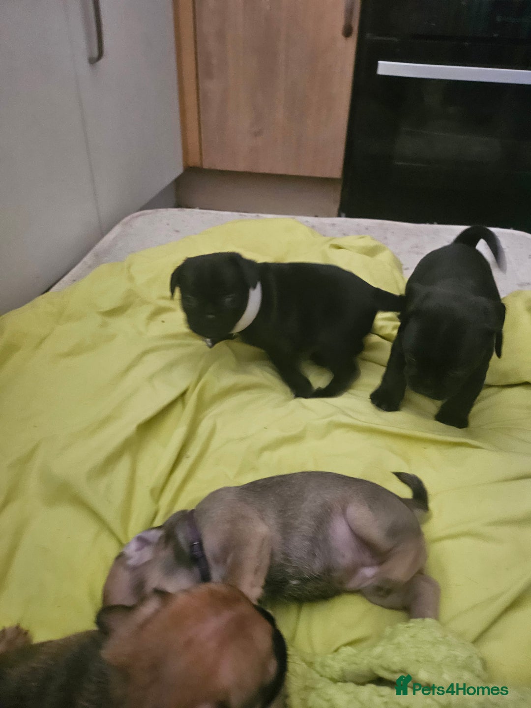 Mixed Breed dogs for sale: Reduced to 400 - Image 16