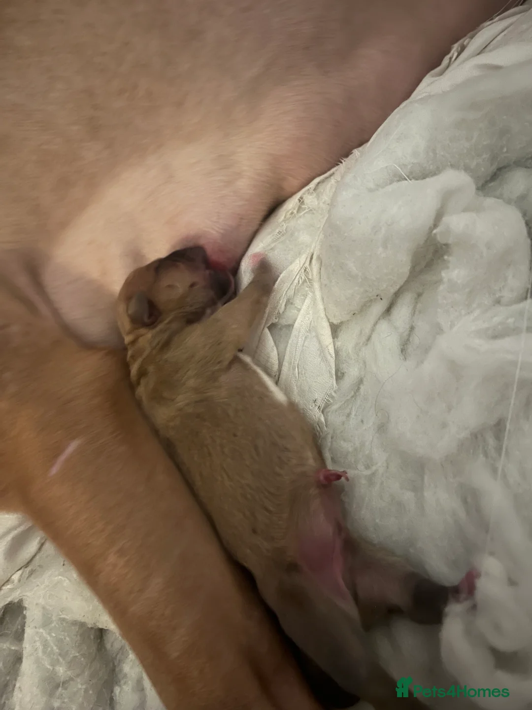 Mixed Breed dogs for sale: Bully staffy pups  - Advert 11