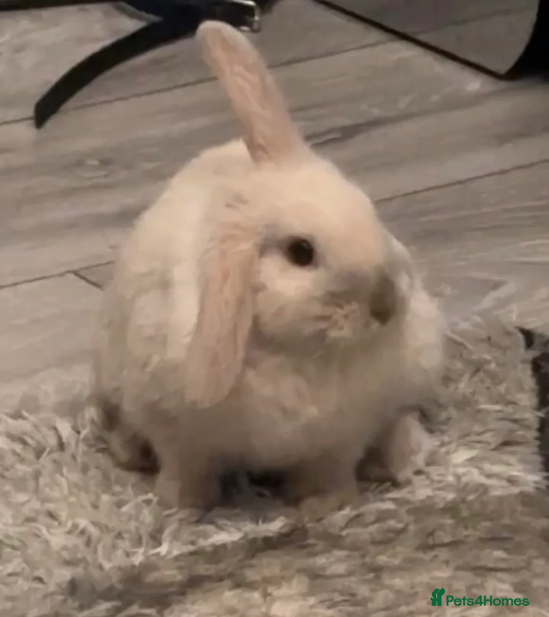 Mini Lop rabbits for sale: female mini lop needing a rehome - Advert 3
