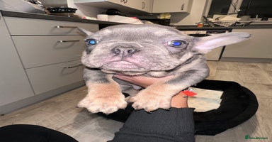 French Bulldog dogs FRENCH BULLDOG PUPPYS❤️ ready home in 2 weeks!  - Advert 4