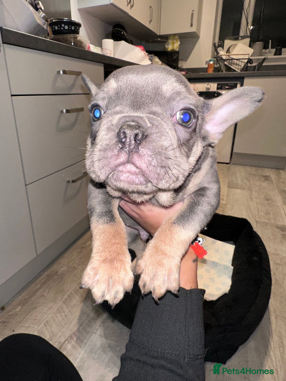 French Bulldog dogs for sale: FRENCH BULLDOG PUPPYS❤️ ready find forever home❤️ - Advert 3
