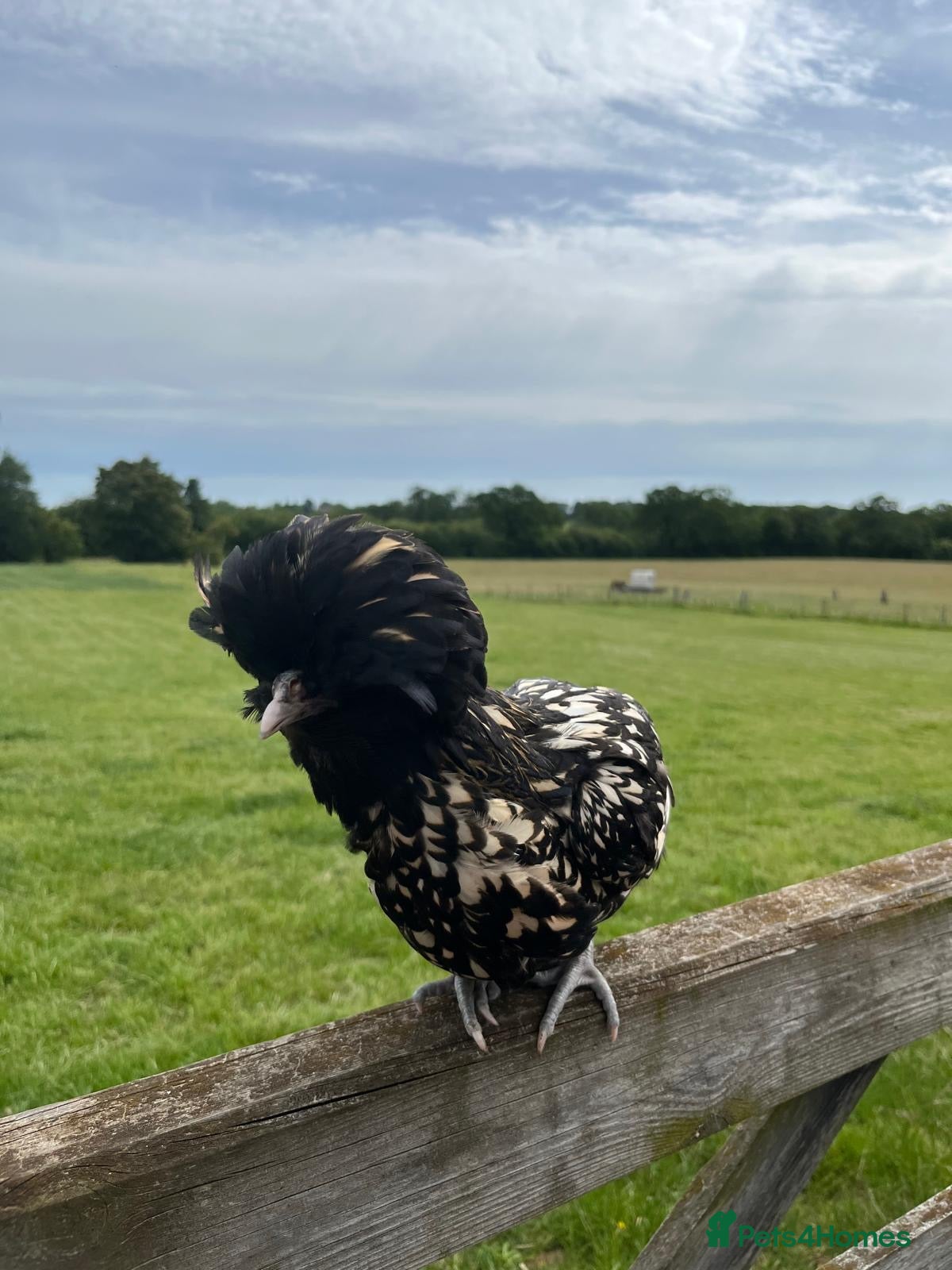 Chickens poultry Bantams for sale! Look at description for breeds!  - Advert 2