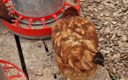 Chickens poultry for sale: Shaver brown chickens - Image 3