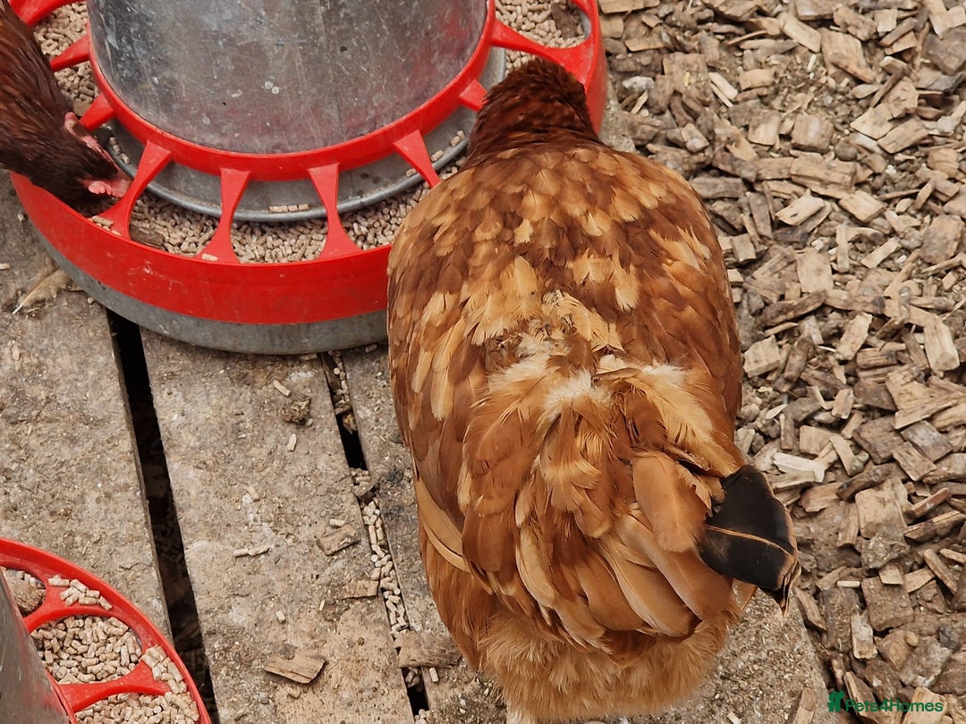 Chickens poultry for sale: Shaver brown chickens - Image 3