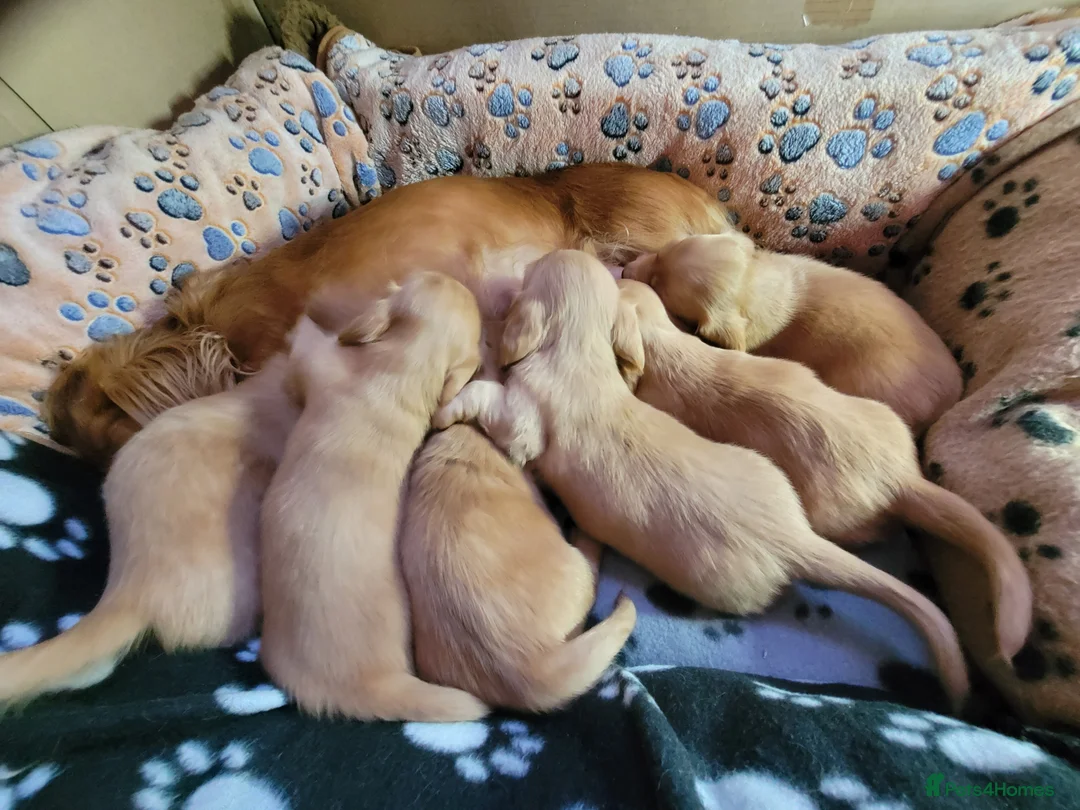 Dachshund dogs for sale: Long Haired KC Miniature Dachshund(LAST BOY) - Advert 26