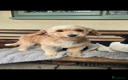 Cavapoo dogs for sale: Cavapoo female - Image 7