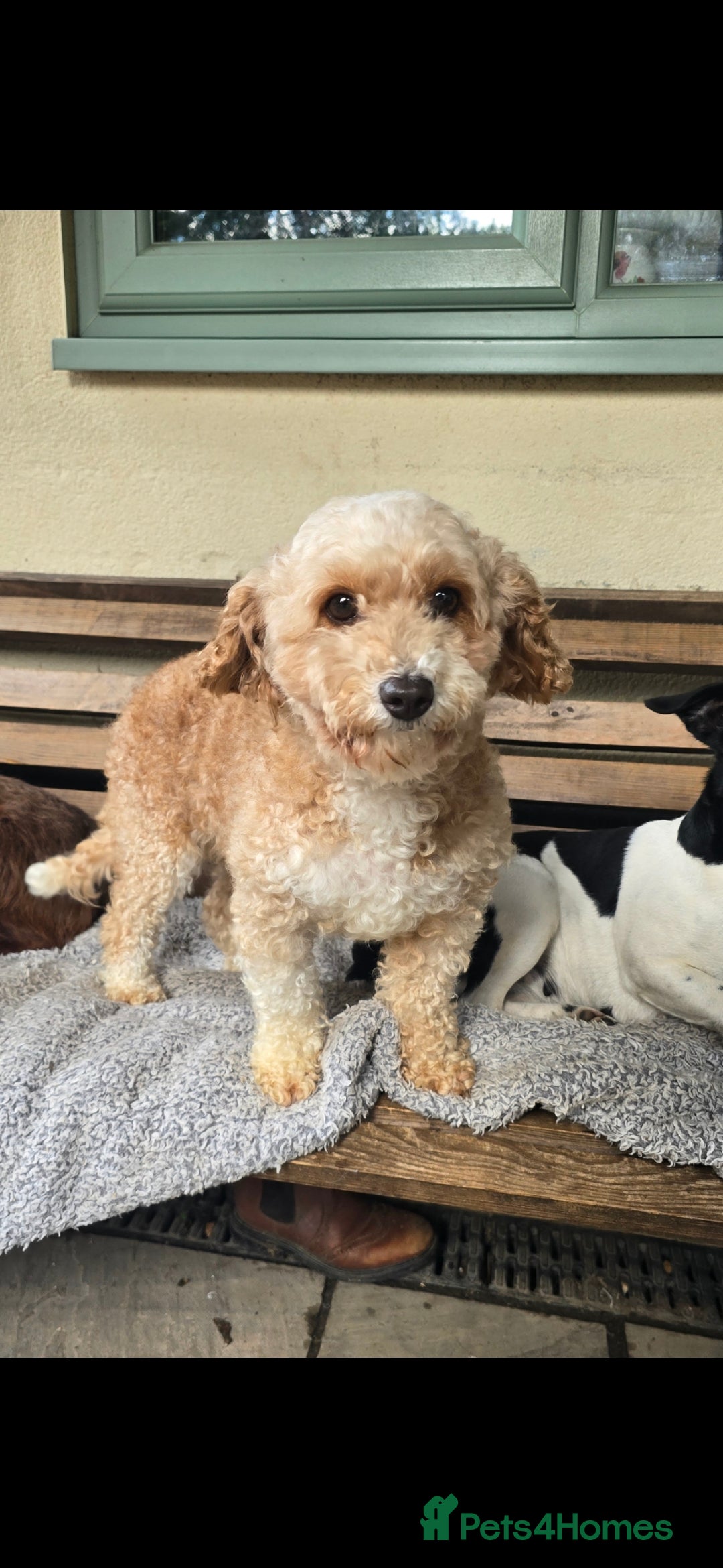 Cavapoo dogs for sale: Cavapoo female - Image 7