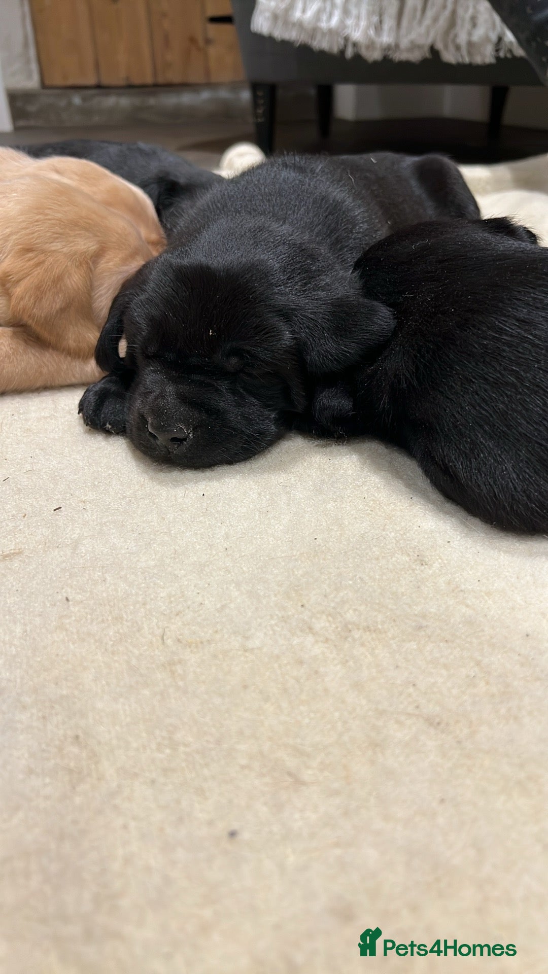 Labrador Retriever dogs for sale: 1 golden/ yellow boy Labrador puppies left - Advert 8
