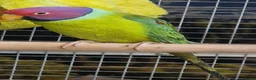 Parrots birds for sale: PARROTS/AMAZONS/PARAKEETS  - Advert 32