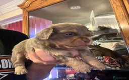 Miniature Dachshund dogs for sale: Stunning full pedigree Miniature Dachshunds  - Image 15