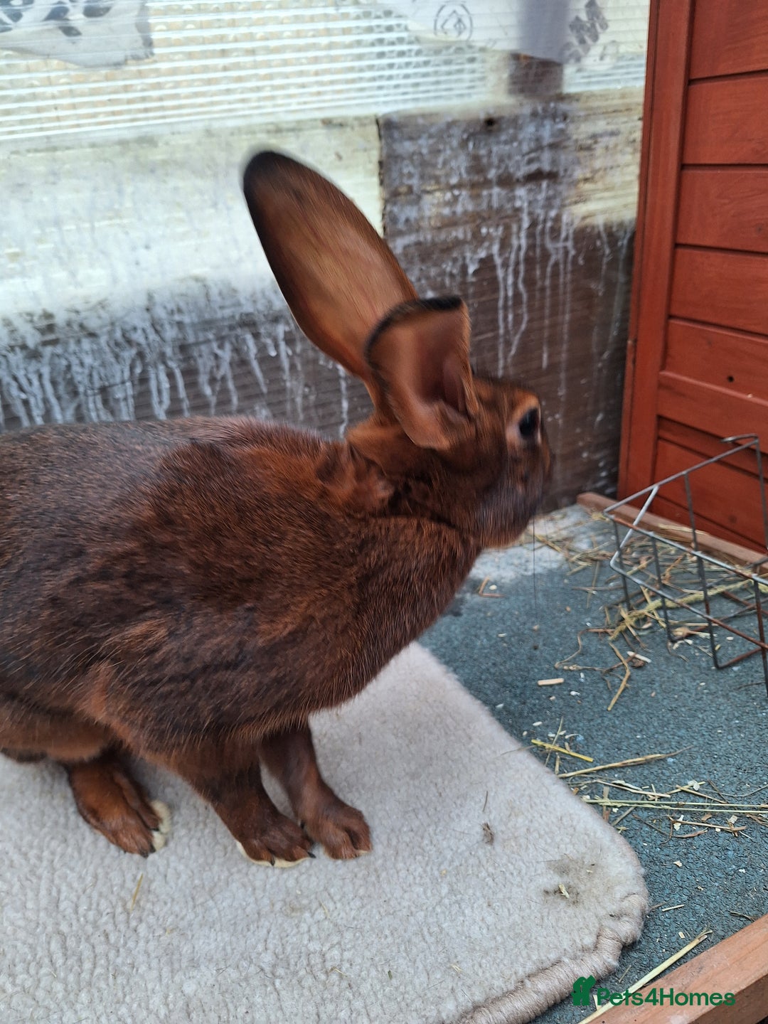 Belgian Hares rabbits for sale: CURRENTLY RESERVED - BRC Belgian Hare buck - Advert 11