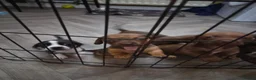 Mixed Breed dogs for sale: Pug x spaniel pups  - Advert 3