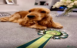 Cocker Spaniel dogs for sale: Beautiful pedigree show type cocker spaniels - Image 16