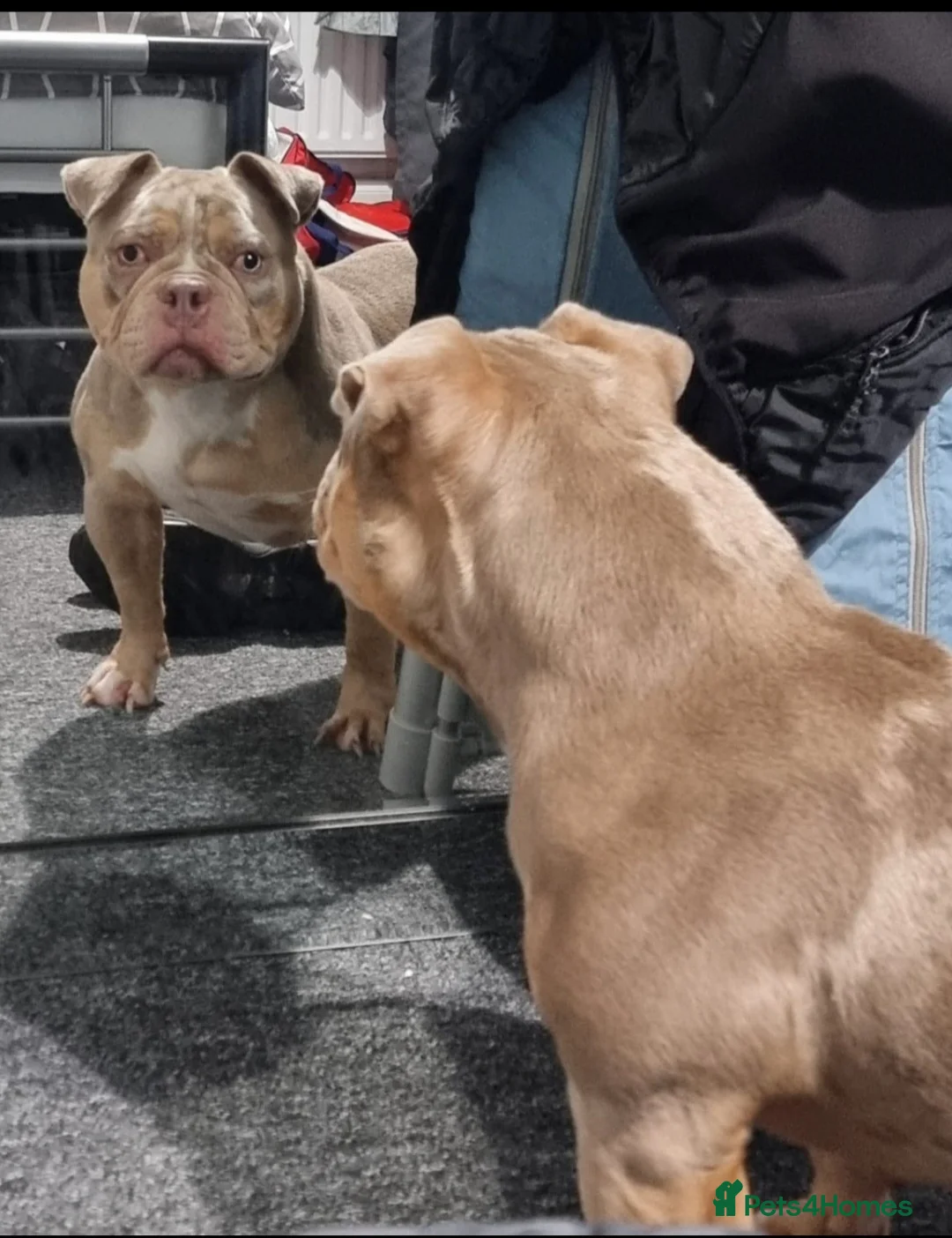 American Bully dogs for sale: American  pocket bully female  - Advert 2