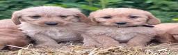 Labradoodle dogs for sale: Beautiful F1 Mini Labradoodle Puppies  - Advert 1