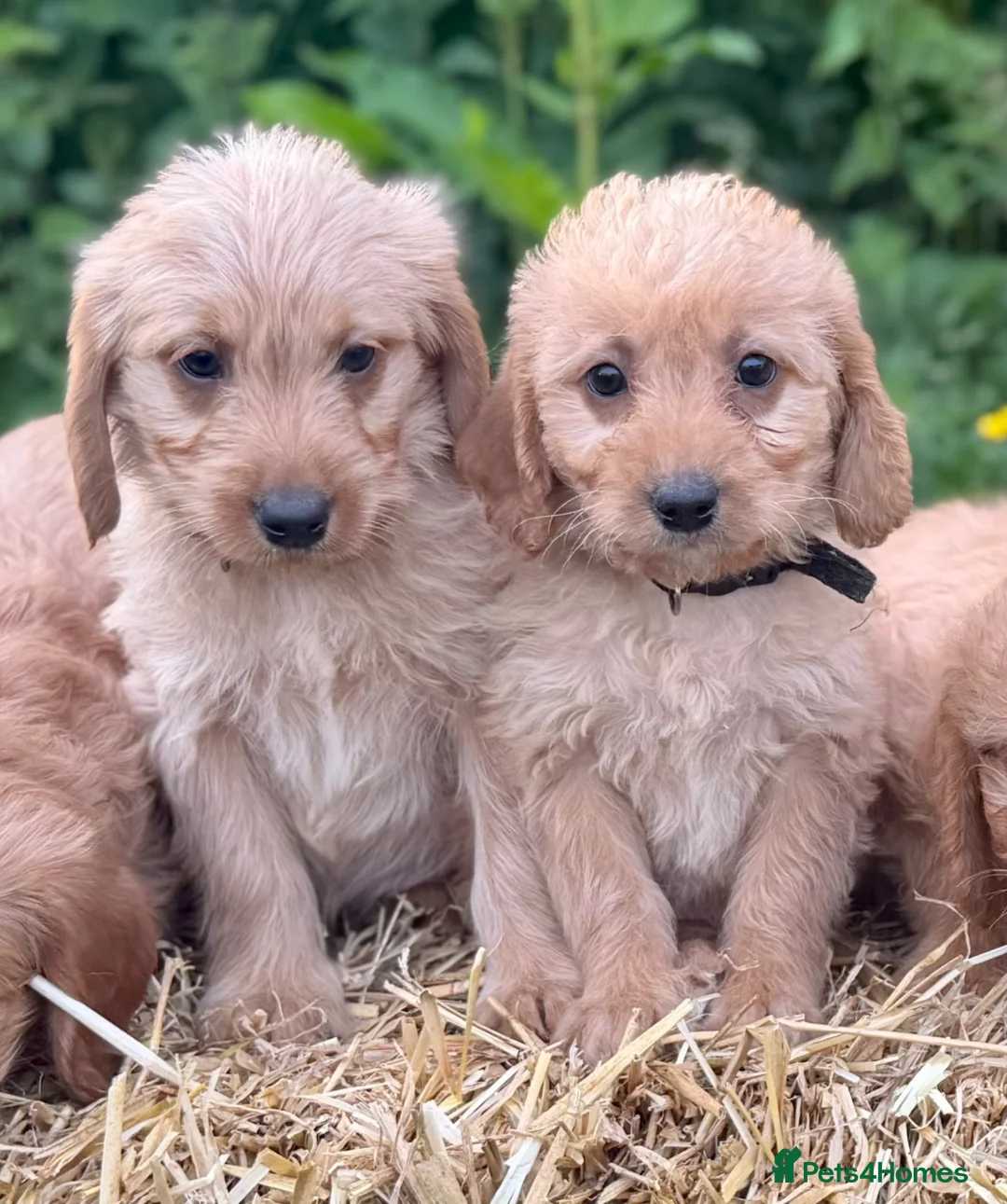 Labradoodle dogs for sale: Beautiful F1 Mini Labradoodle Puppies  - Advert 1