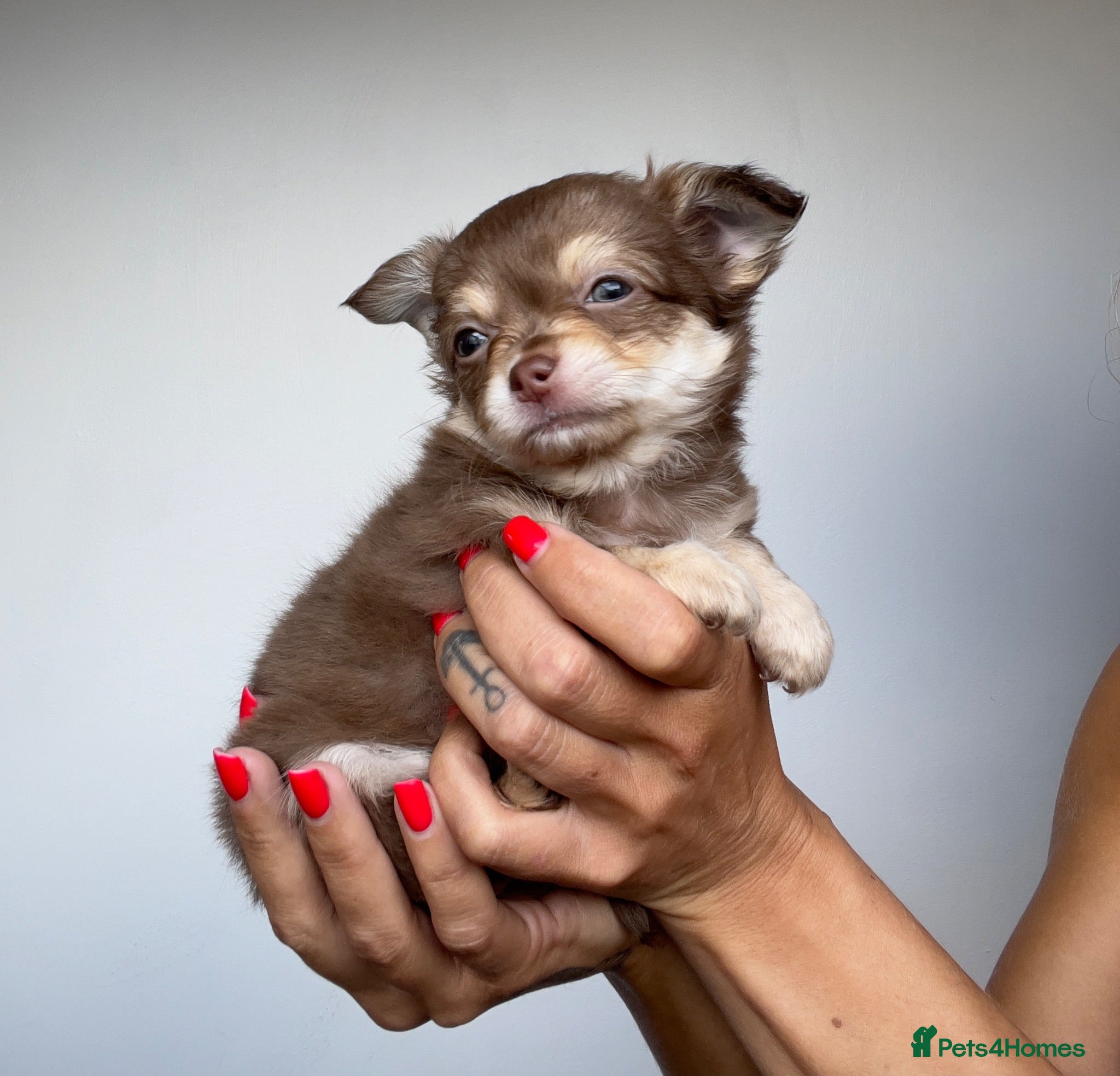 Chihuahua dogs Longhaired Chihuahua Puppies / one left - Advert 2