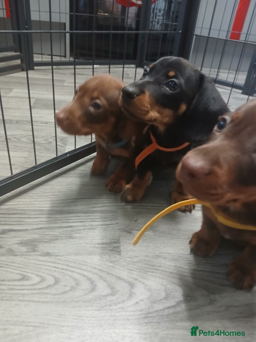 Dachshund dogs for sale: Dachshund puppies  - Advert 9