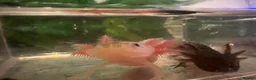 Axolotl reptiles for sale: Baby axolotls  - Advert 6
