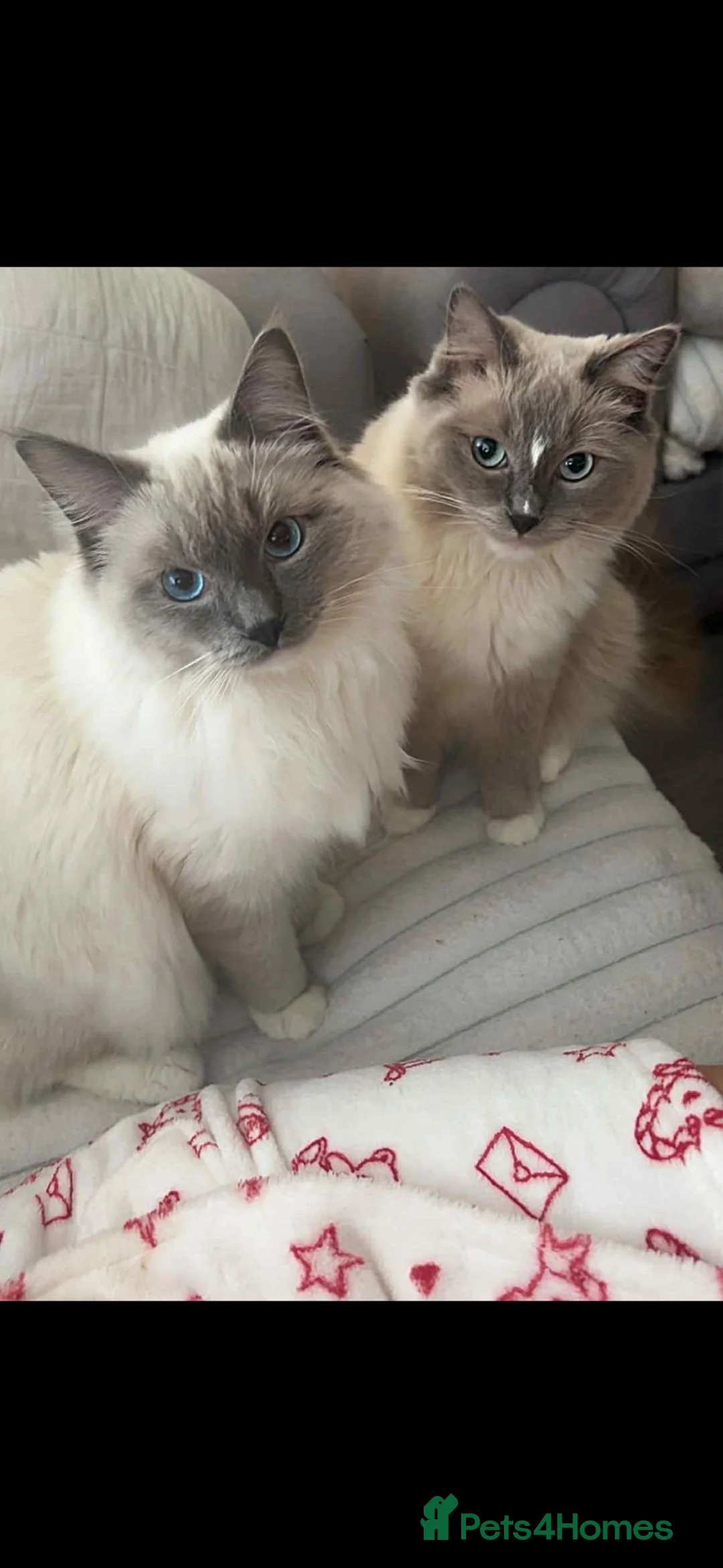 Ragdoll cats for sale: Beautiful ragdoll kittens  - Advert 2