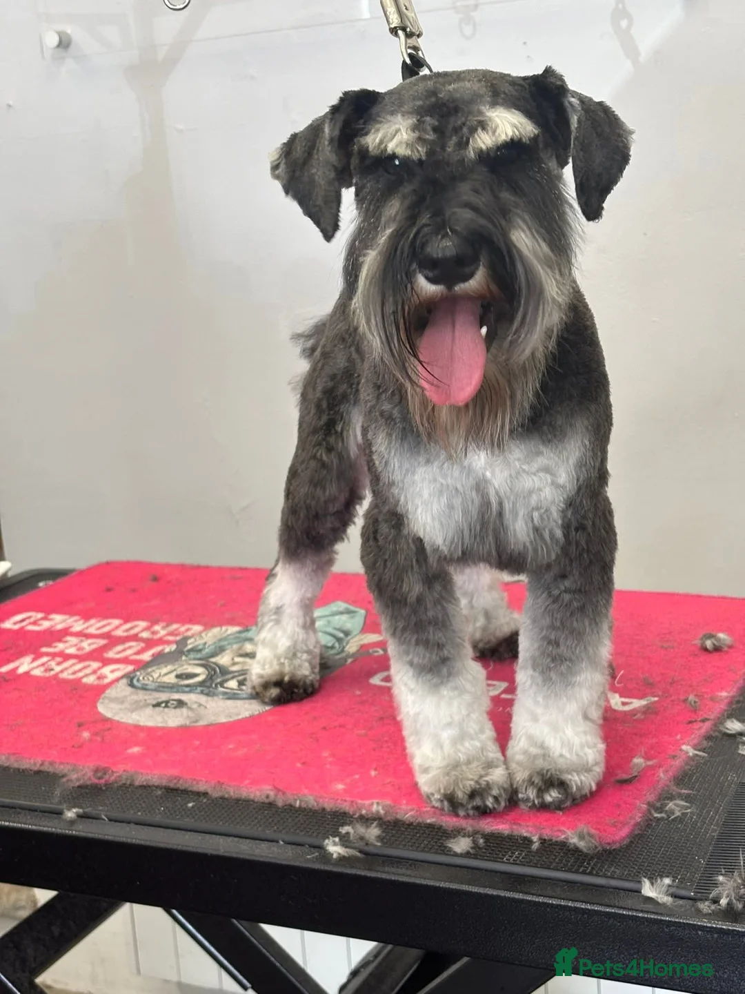 Miniature Schnauzer dogs for sale: KC Registered Miniature Schnauzer Puppies - Advert 15