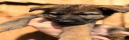 German Shepherd dogs for sale: Kc Gsd pups READY NOW 1 SABLE FEMALE AVAILABLE  - Advert 10