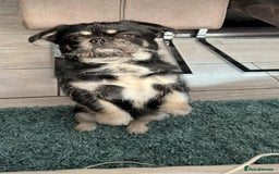 Mixed Breed dogs for sale: Algie - Image 4