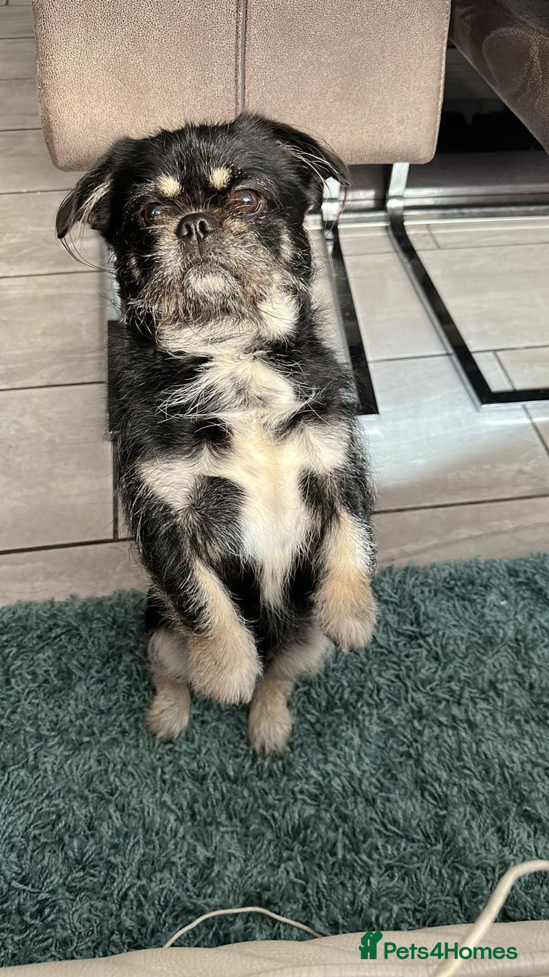 Mixed Breed dogs for sale: Algie - Image 4