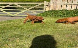 Labrador Retriever dogs for sale: Fox Red /  Mahogany Labradors  - Image 15