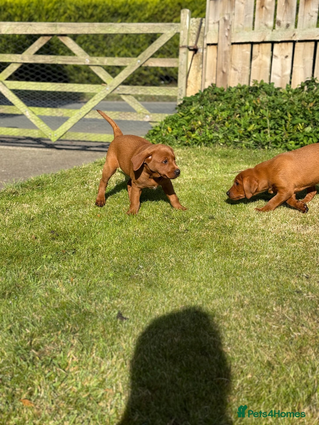 Labrador Retriever dogs for sale: Fox Red /  Mahogany Labradors  - Image 15