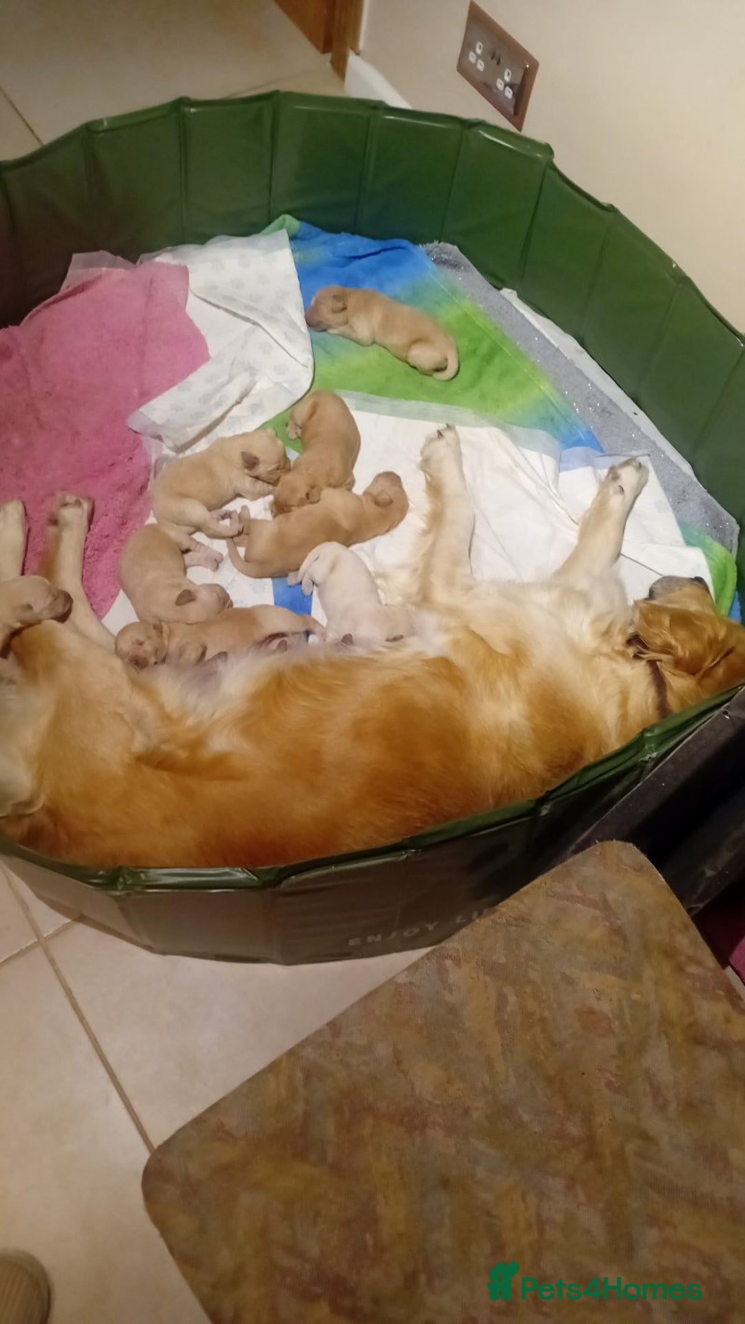 Golden Retriever dogs for sale: Gorgeous Golden Retriever Puppies - Image 3