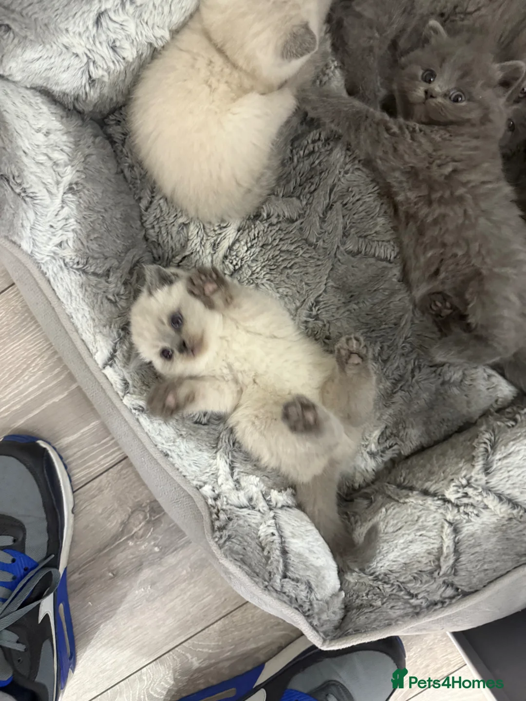 Scottish Fold cats for sale: Beautiful Scottish fold/British Shorthair for sale - Advert 29