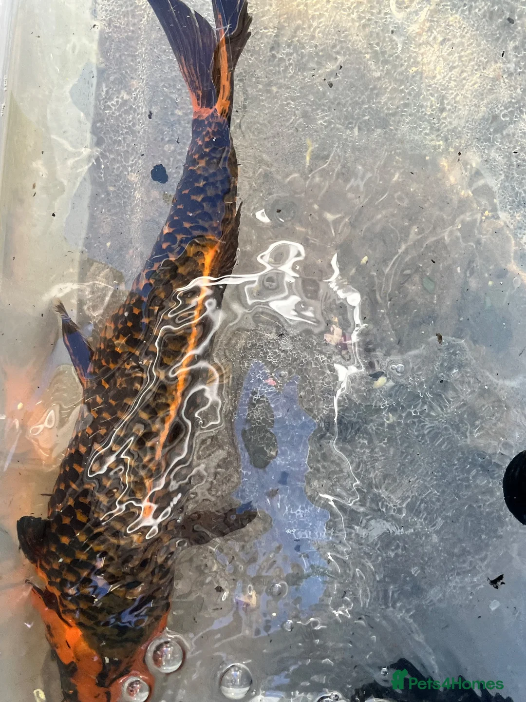 Koi Carp fish for sale: Koi carp/ghost carp - Advert 2