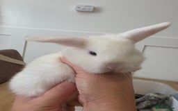 Mini Lop rabbits for sale: Mini lop cross french lop - Image 6