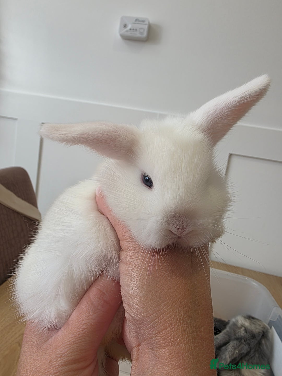 Mini Lop rabbits for sale: Mini lop cross french lop - Image 6