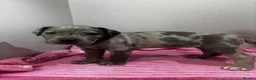 Mixed Breed dogs for sale: Cane corso mix puppies  - Advert 10