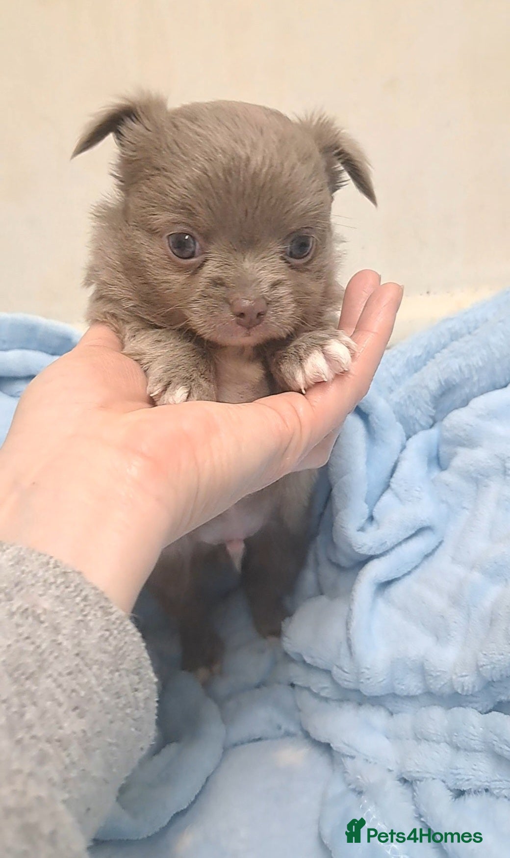 Chihuahua dogs Long Coat Chihuahua Puppies for Sale - Advert 2