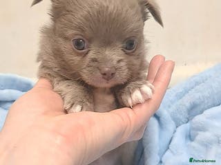 Chihuahua dogs Long Coat Chihuahua Puppies for Sale - Advert 12