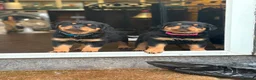 Rottweiler dogs for sale: KC registered Rottweiler Puppies - Advert 3