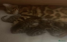 Bengal cats for sale: Bengal kittens - Image 10