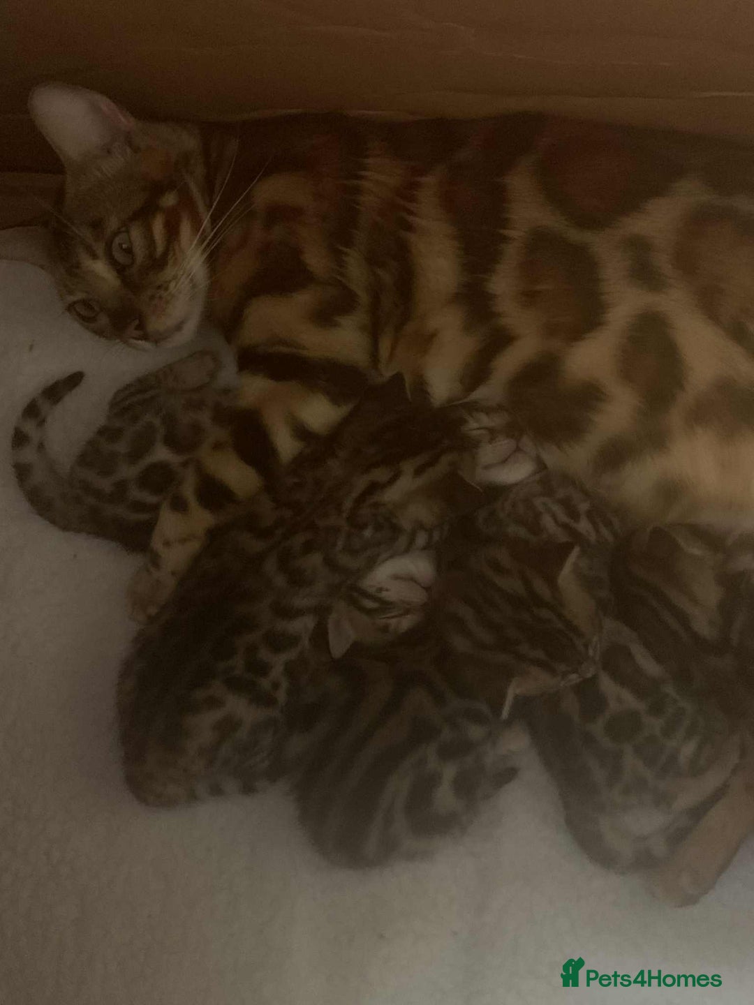 Bengal cats for sale: Bengal kittens - Image 10